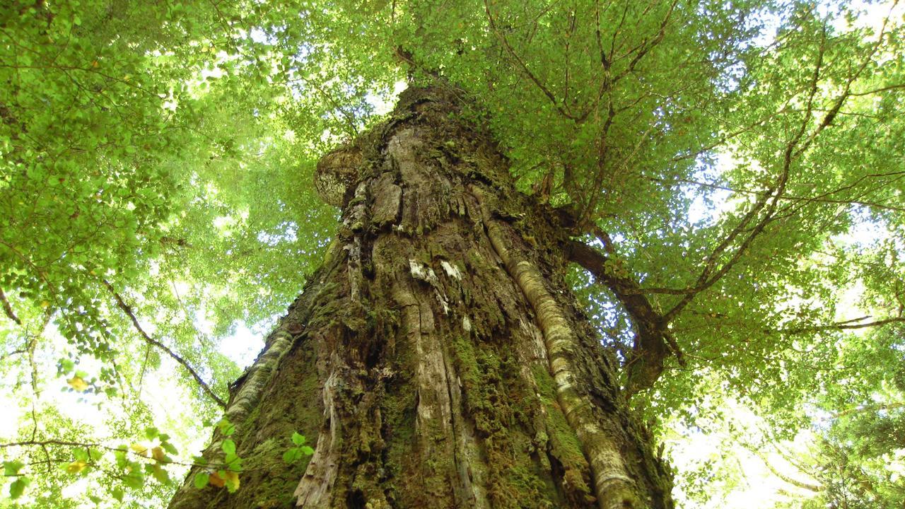 Beech Tree Lodge Ohakune Esterno foto